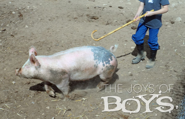 Showing pig for county fair Wrangler Jeans for County Fair